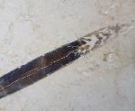Hibolithes sp. (MONTFORT 1808) - Bild &copy; FossNet FossilienStore